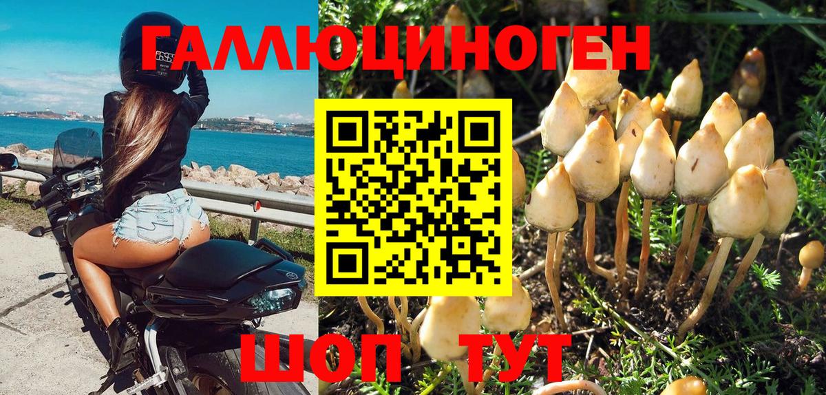 Псилоцибиновые грибы Cubensis Гатчина