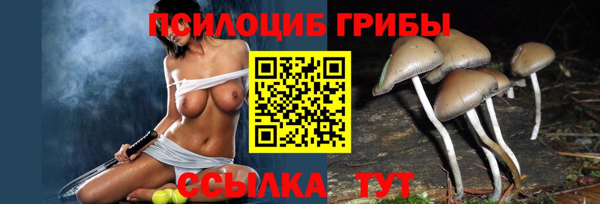Гатчина  Галлюциногенные грибы Psilocybe  Вход с VPN 